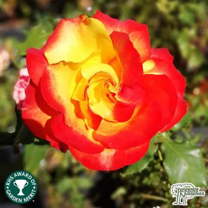 Buy Rosa Tequila Sunrise (Hybrid Tea Rose) online from Jacksons Nurseries