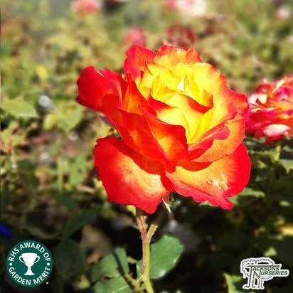Buy Rosa Tequila Sunrise (Hybrid Tea Rose) online from Jacksons Nurseries