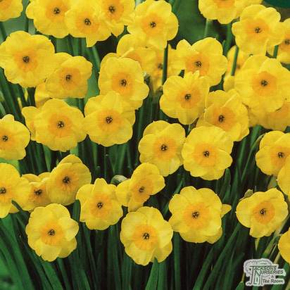 Buy Daffodil - Sun Disc (Bulbs) in the UK