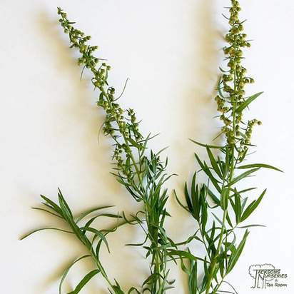 Buy Artemisia Dracunculus (Tarragon) online from Jacksons Nurseries