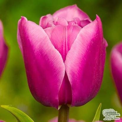 Buy Tulip - 'Pretty Princess' (Bulbs) in the UK