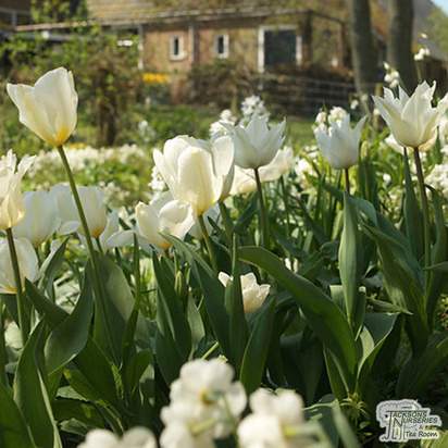 Buy Tulip Lily Flowered - Tres Chic (Bulbs) in the UK