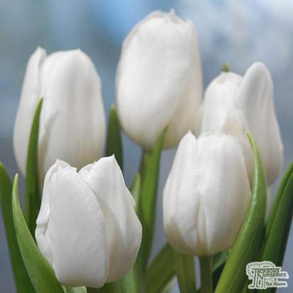 Buy Tulip White Dream (Bulbs) in the UK