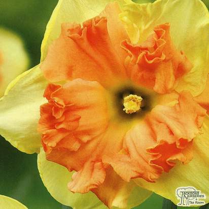 Buy Daffodil - Vanilla Peach (Bulbs) in the UK