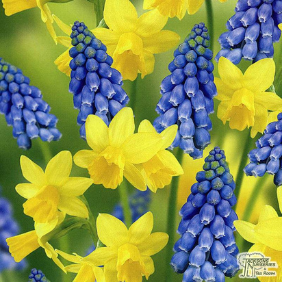Buy Narcissi & Muscari armeniacum -  Woodland Walk - Yellow and Blue (bulbs) in the UK