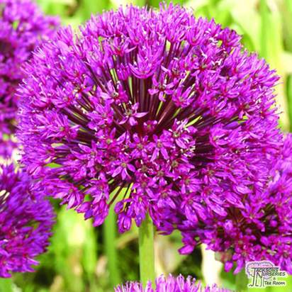 Buy Allium - Aflatunense (Bulbs) in the UK