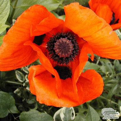 Buy Papaver orientale (Oriental Poppy) online from Jacksons Nurseries