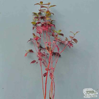 Buy Cornus alba Sibirica (Red-barked Dogwood) online from Jacksons Nurseries