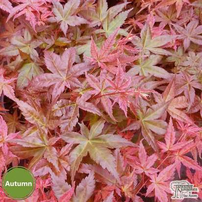 Buy Acer palmatum Beni Maiko (Japanese Maple) online from Jacksons Nurseries