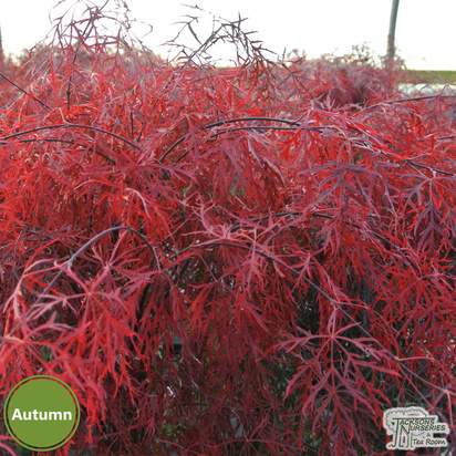 Buy Acer palmatum dissectum 'Baldsmith'  (Japanese Maple) online from Jacksons Nurseries