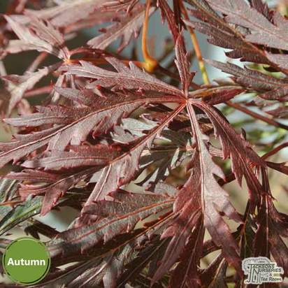 Buy Acer palmatum dissectum Crimson Queen (Japanese Maple) online from Jacksons Nurseries