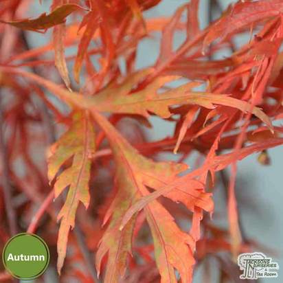 Buy Acer palmatum dissectum Orangeola (Japanese Maple) online from Jacksons Nurseries
