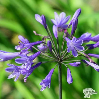 Buy Agapanthus 'Black Buddhist' (African Lily) online from Jacksons Nurseries
