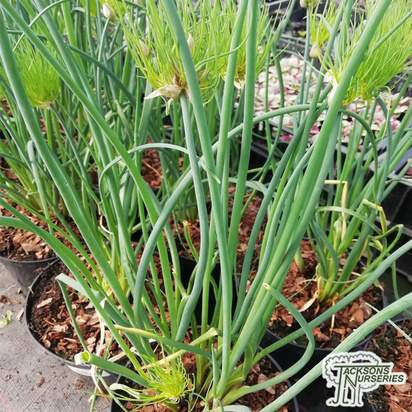 Buy Allium 'Cha Cha Chives' online from Jacksons Nurseries