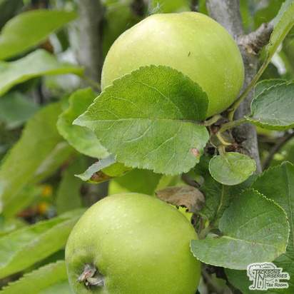 Buy Apple - Malus domestica Bramley Seedling online from Jacksons Nurseries