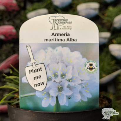 Buy Armeria maritima 'Alba' online from Jacksons Nurseries