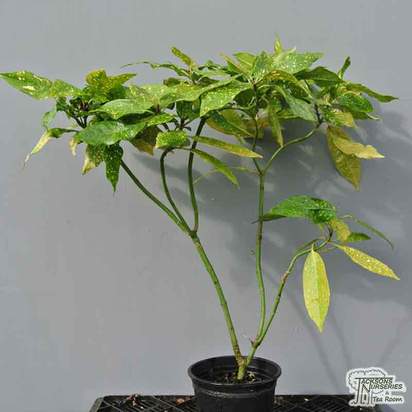 Buy Aucuba japonica Pepperpot (Spotted Laurel) online from Jacksons Nurseries