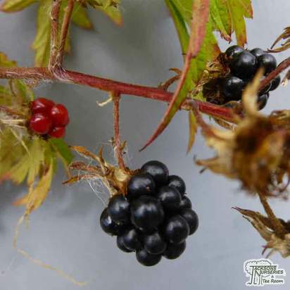 Buy Blackberry - Rubus fruticosus Oregon Thornless online from Jacksons Nurseries