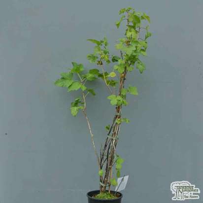 Buy Blackcurrant - Ribes nigrum Ben Sarek online from Jacksons Nurseries