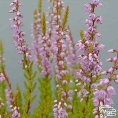 Buy Calluna vulgaris Cuprea (Scots Heather) online from Jacksons Nurseries