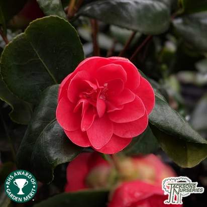 Buy Camellia x williamsii 'Ruby Wedding' online from Jacksons Nurseries
