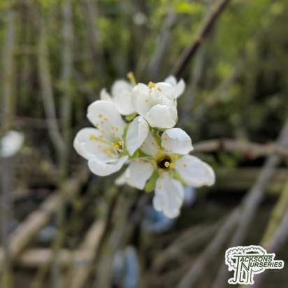 Buy Cherry - Prunus avium Stella online from Jacksons Nurseries