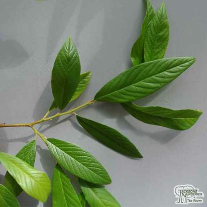 Buy Cotoneaster salicifolius Rothschildianus (Cotoneaster) online from Jacksons Nurseries