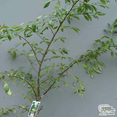 Buy Cotoneaster salicifolius Rothschildianus (Cotoneaster) online from Jacksons Nurseries