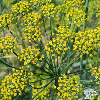 Buy Anethum graveolens (Dill) online from Jacksons Nurseries