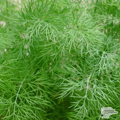 Buy Anethum graveolens (Dill) online from Jacksons Nurseries
