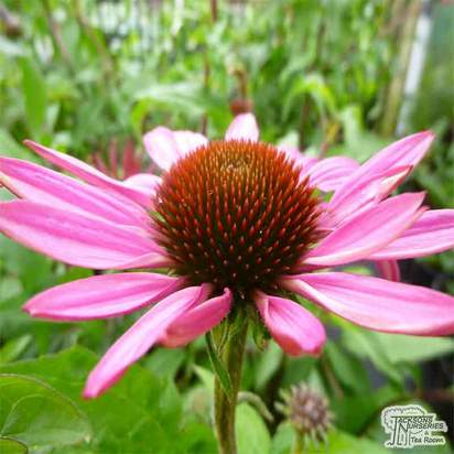 Buy Echinacea purpurea 'Kim's Knee High' (Coneflower) online from Jacksons Nurseries.