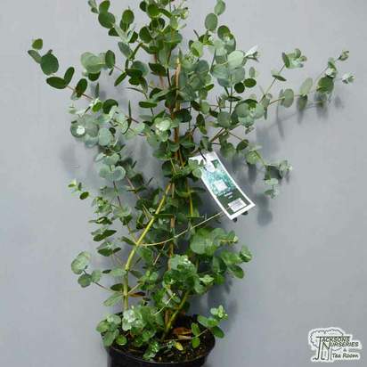 Buy Eucalyptus gunnii (Gum Tree (Cider Gum)) online from Jacksons Nurseries