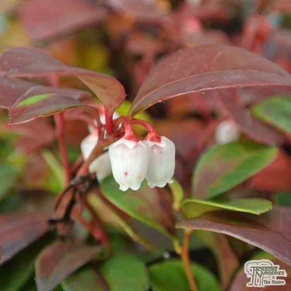 Buy Gaultheria procumbens (Checkerberry) online from Jacksons Nurseries