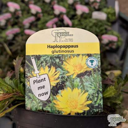 Buy Haplopappus glutinosus online from Jacksons Nurseries