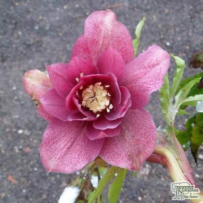 Buy Helleborus ‘Double Queen Mixed’ (Lenten rose) online from Jacksons Nurseries.