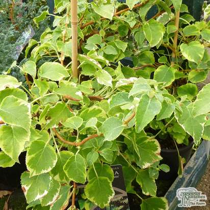 Buy Hydrangea anomala subsp. petiolaris 'Miranda' online from Jacksons Nurseries