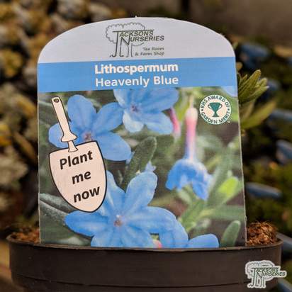 Buy Lithospermum diffusa 'Heavenly Blue' online from Jacksons Nurseries