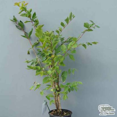Buy Lonicera fragrantissima (Winter Honeysuckle) online from Jacksons Nurseries.