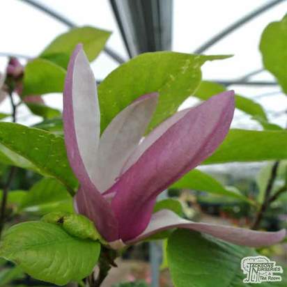 Buy Magnolia 'Old Port' online from Jacksons Nurseries