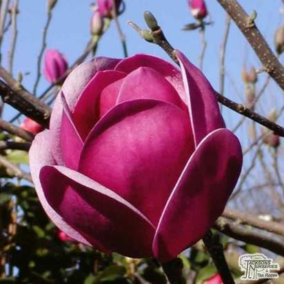 Buy Magnolia 'Sweet Valentine' online from Jacksons Nurseries