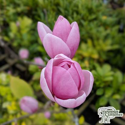Buy Magnolia 'Sweet Valentine' online from Jacksons Nurseries