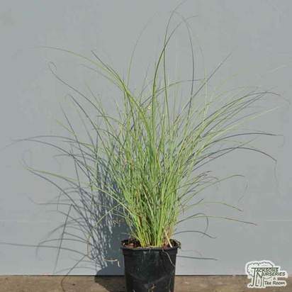 Buy Miscanthus sinensis Morning Light (Silver maiden grass) online from Jacksons Nurseries