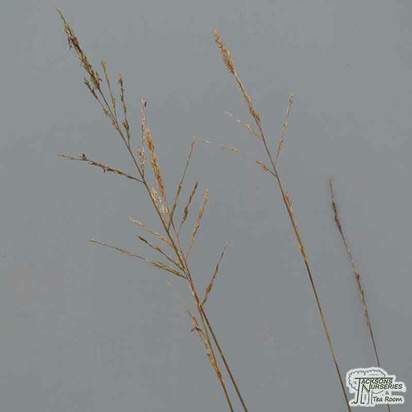 Buy Molinia caerulea subsp. arundinacea ‘Transparent’ online from Jacksons Nurseries