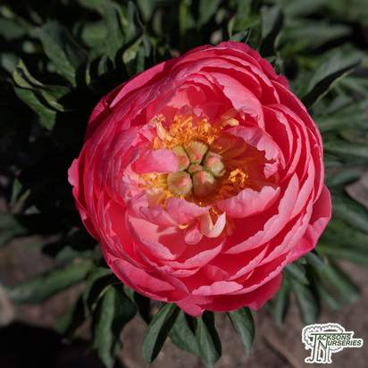 Buy Paeonia 'Coral Sunset' (Peony) online from Jacksons Nurseries