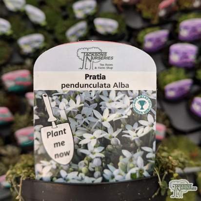 Buy Pratia pedunculata 'Alba' online from Jacksons Nurseries