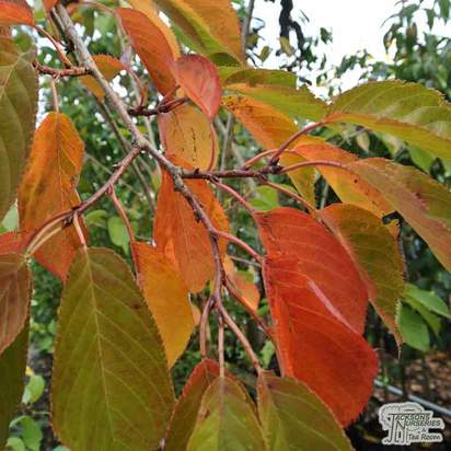 Buy Prunus serrulata Tai Haku (Hill Cherry) online from Jacksons Nurseries