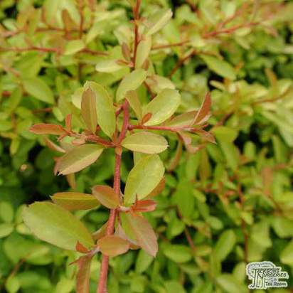 Buy Pyracantha 'Golden Paradise' (Firethorn) online from Jacksons Nurseries