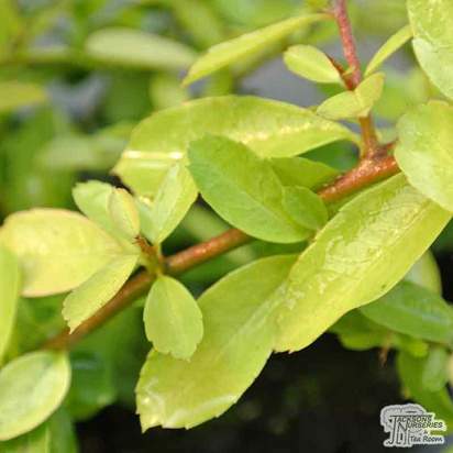 Buy Pyracantha 'Golden Paradise' (Firethorn) online from Jacksons Nurseries