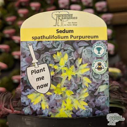 Buy Sedum spathulifolium 'Purpureum' online from Jacksons Nurseries