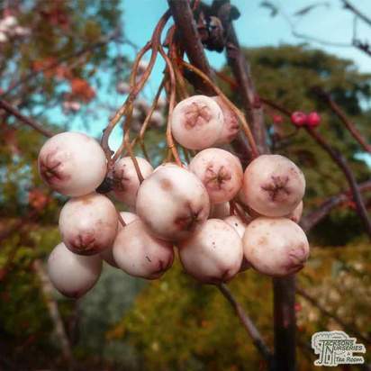 Buy Sorbus vilmorinii (Vilmorin Rowan) online from Jacksons Nurseries